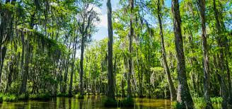 Down the Bayou Blues on BMFR for a Mardi Gras Tuesday